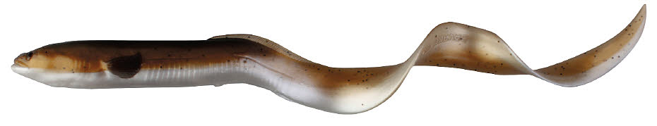 Savage Gear Real Eel Loose Body 15cm